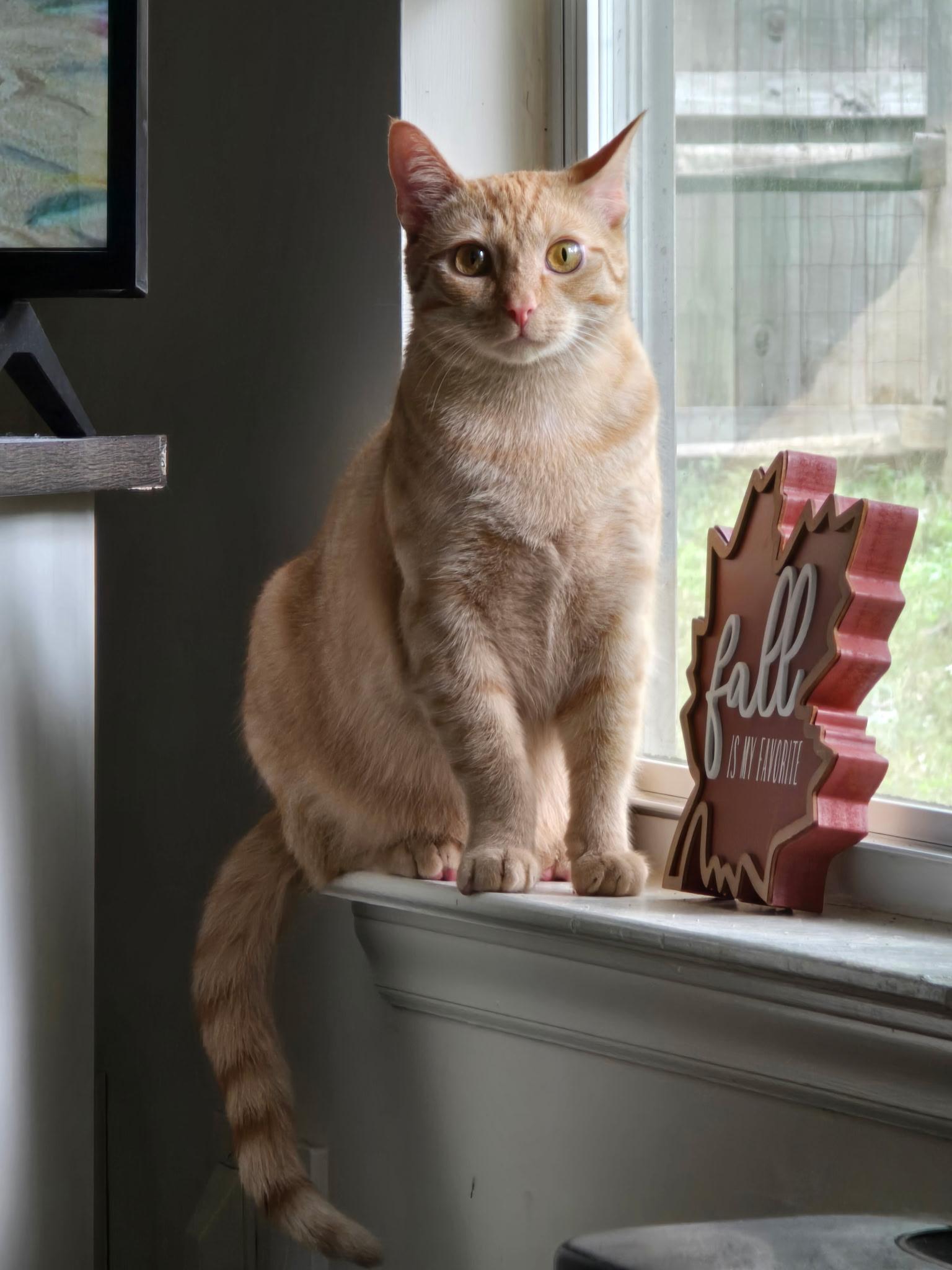 Enlarge Luigi & Mario, a ADOPTABLE Domestic Short Hair in Charlotte, NC image 3/5