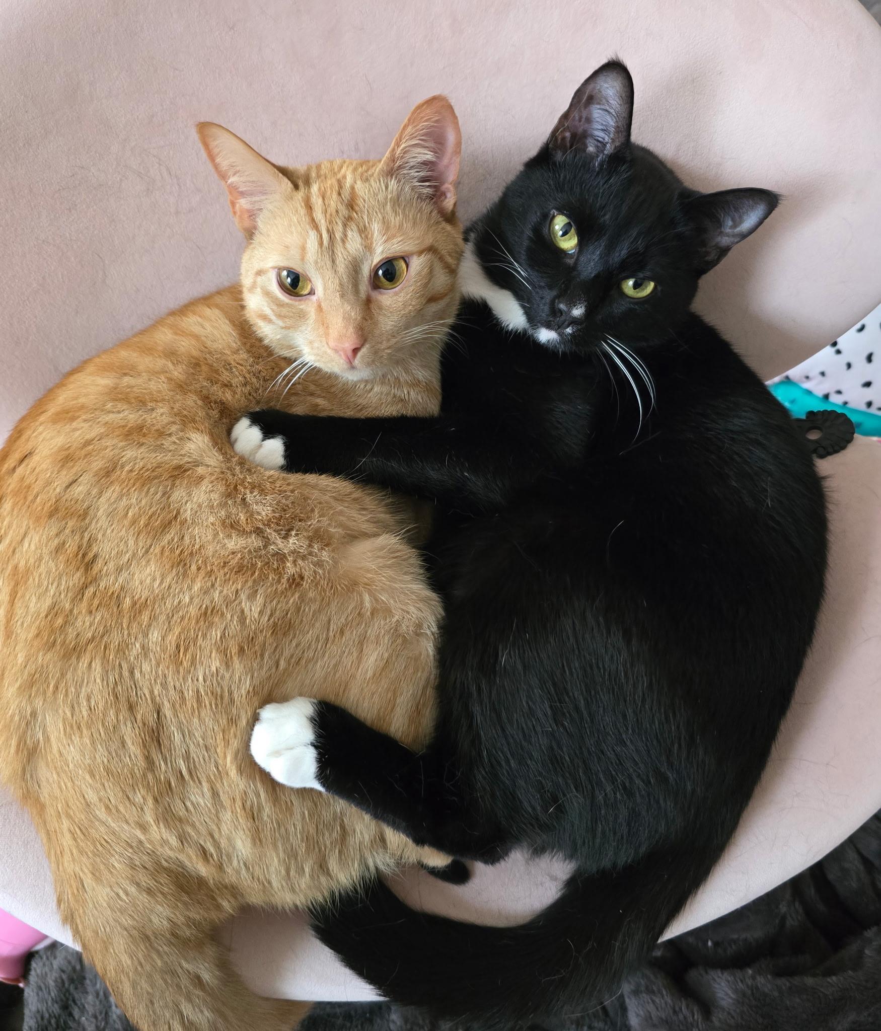 Luigi & Mario, ADOPTABLE, Adult Male Domestic Short Hair.