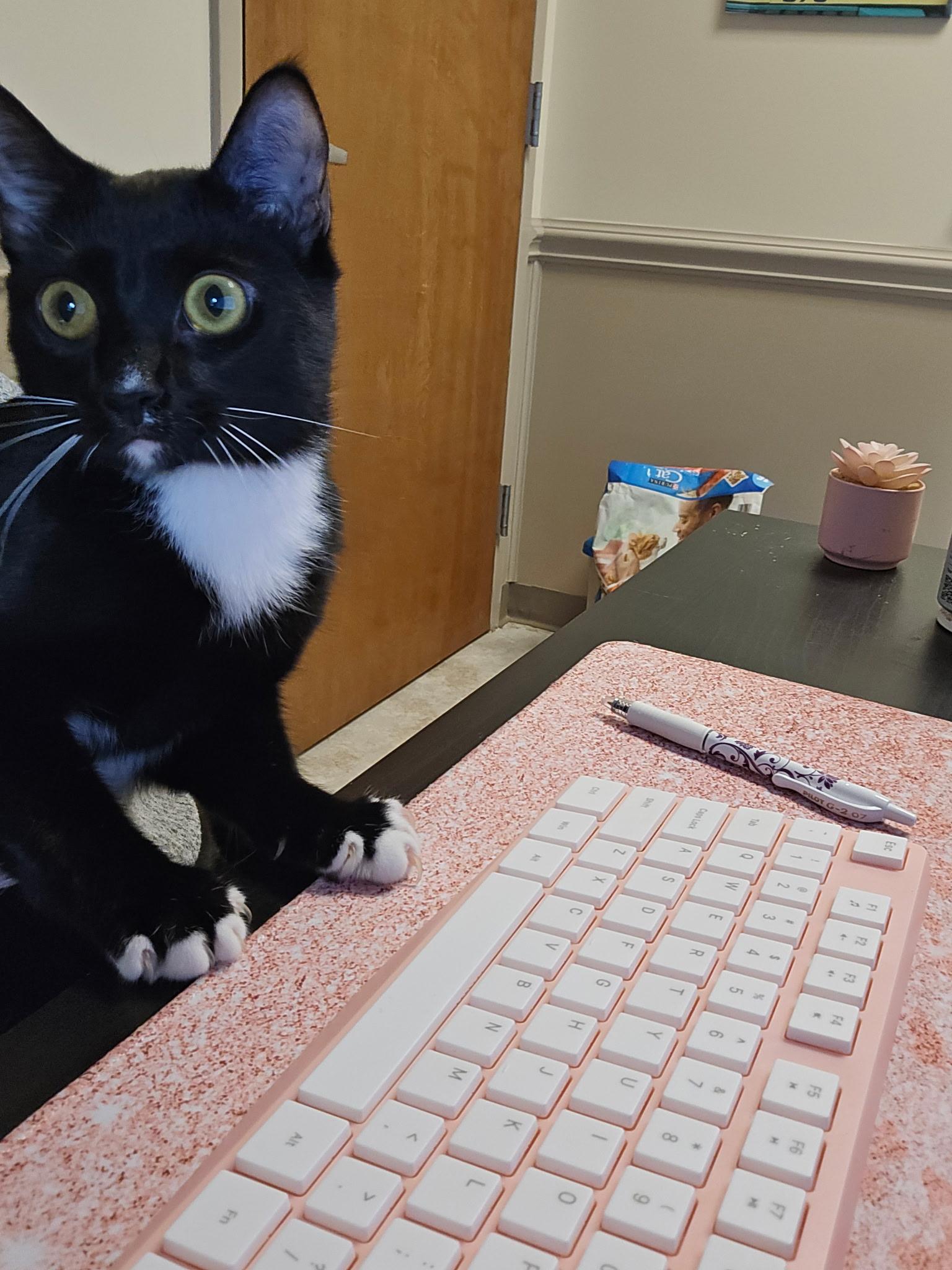 Enlarge Luigi & Mario, a ADOPTABLE Domestic Short Hair in Charlotte, NC image 4/5
