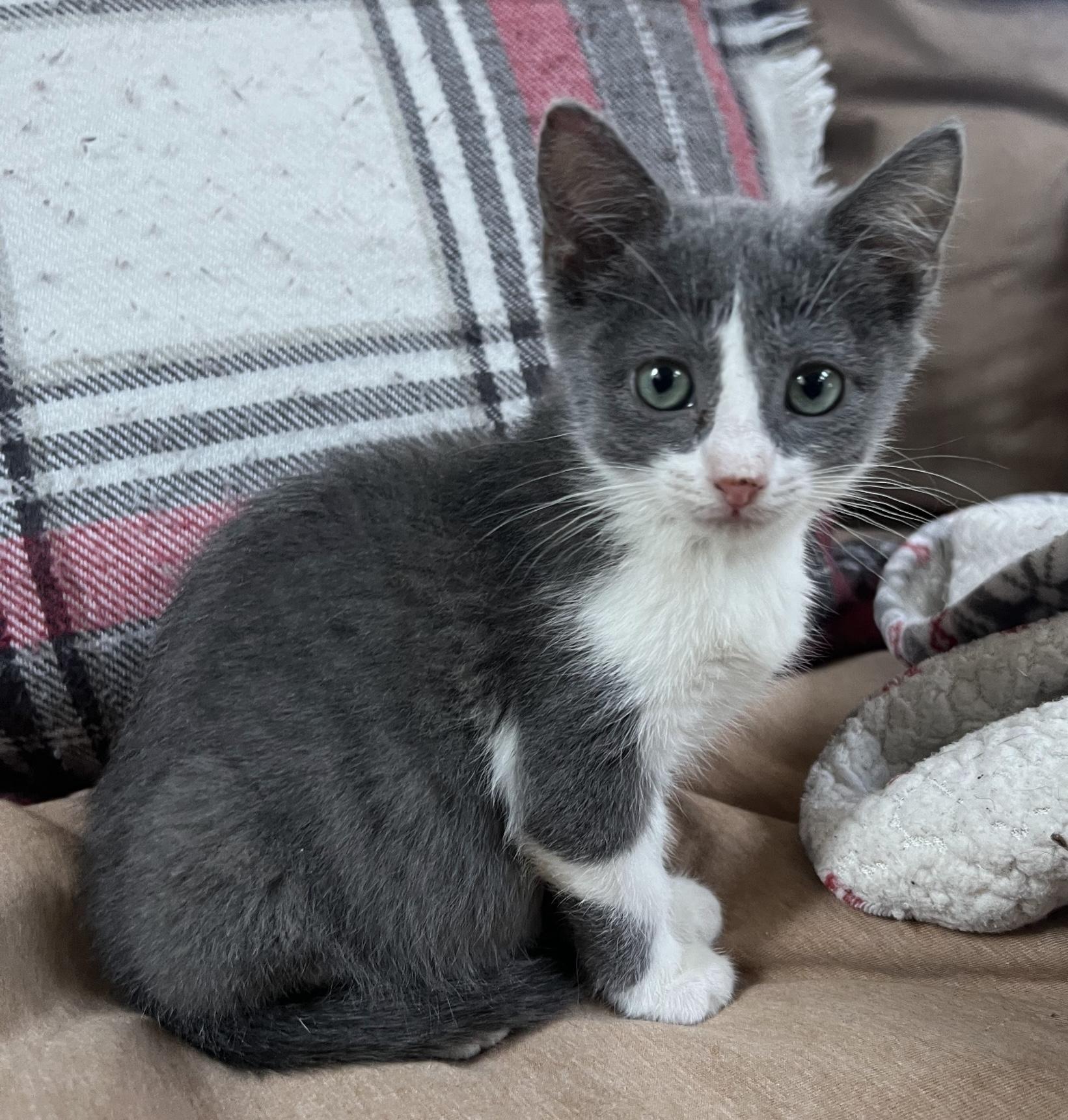 Enlarge Frieda-simply delicious, an adopted Domestic Short Hair in East Hanover, NJ image 1/2