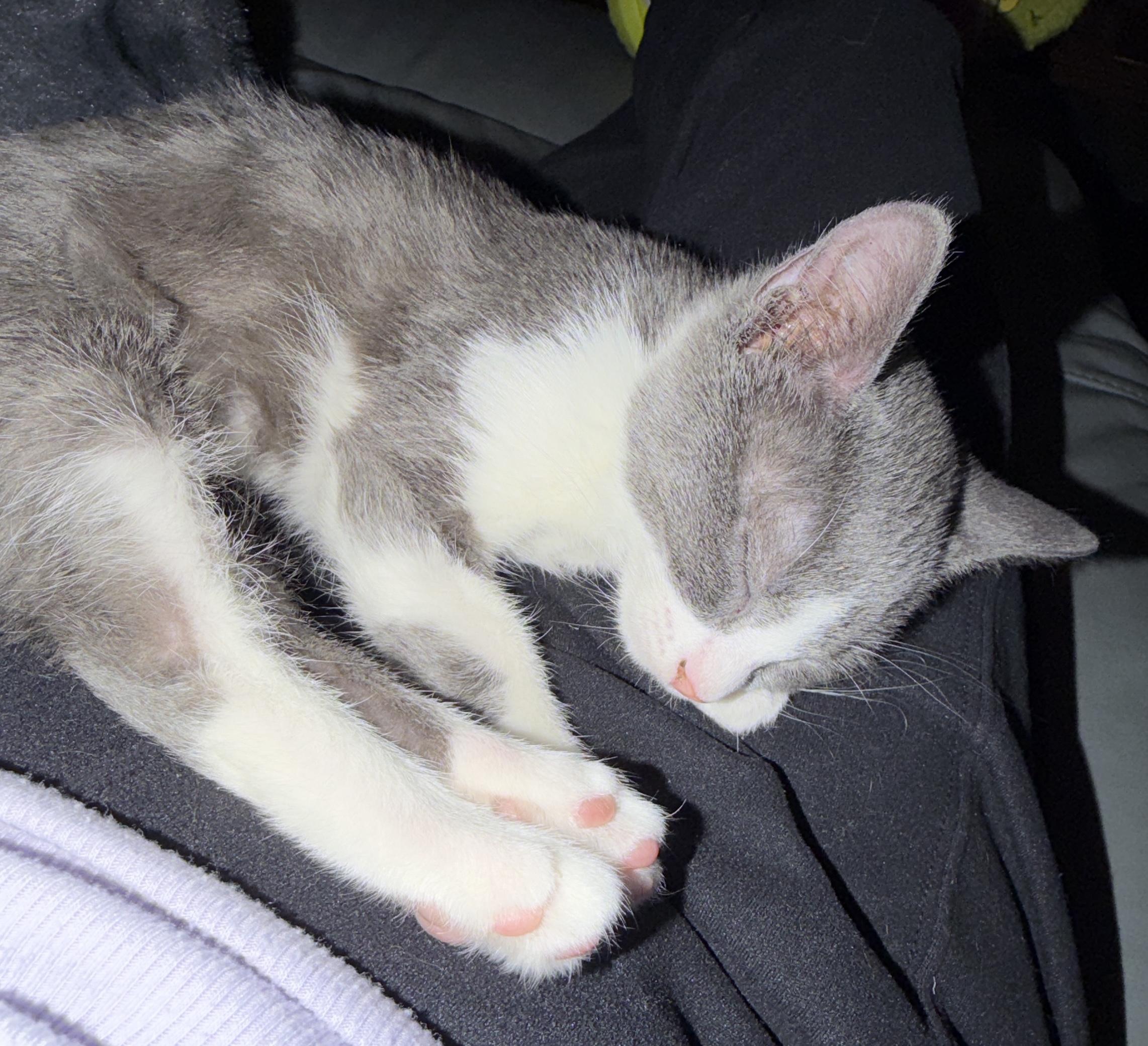 Enlarge Frieda-simply delicious, an adopted Domestic Short Hair in East Hanover, NJ image 2/2