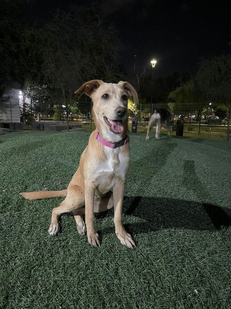 ANNA, Adoptable, Young Female Labrador Retriever.