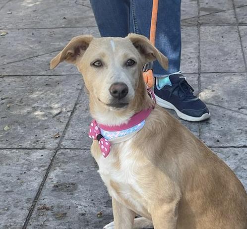 Enlarge ANNA, a Adoptable mixed breed in Langley, BC image 2/6