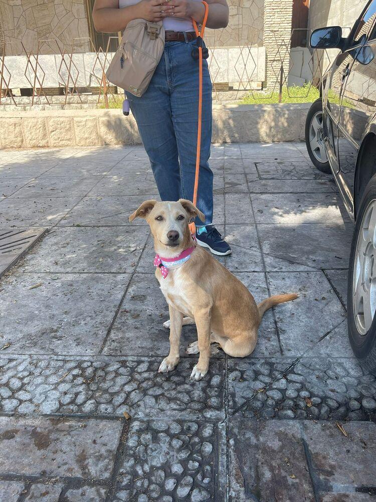 ANNA, Adoptable, Young Female Labrador Retriever.