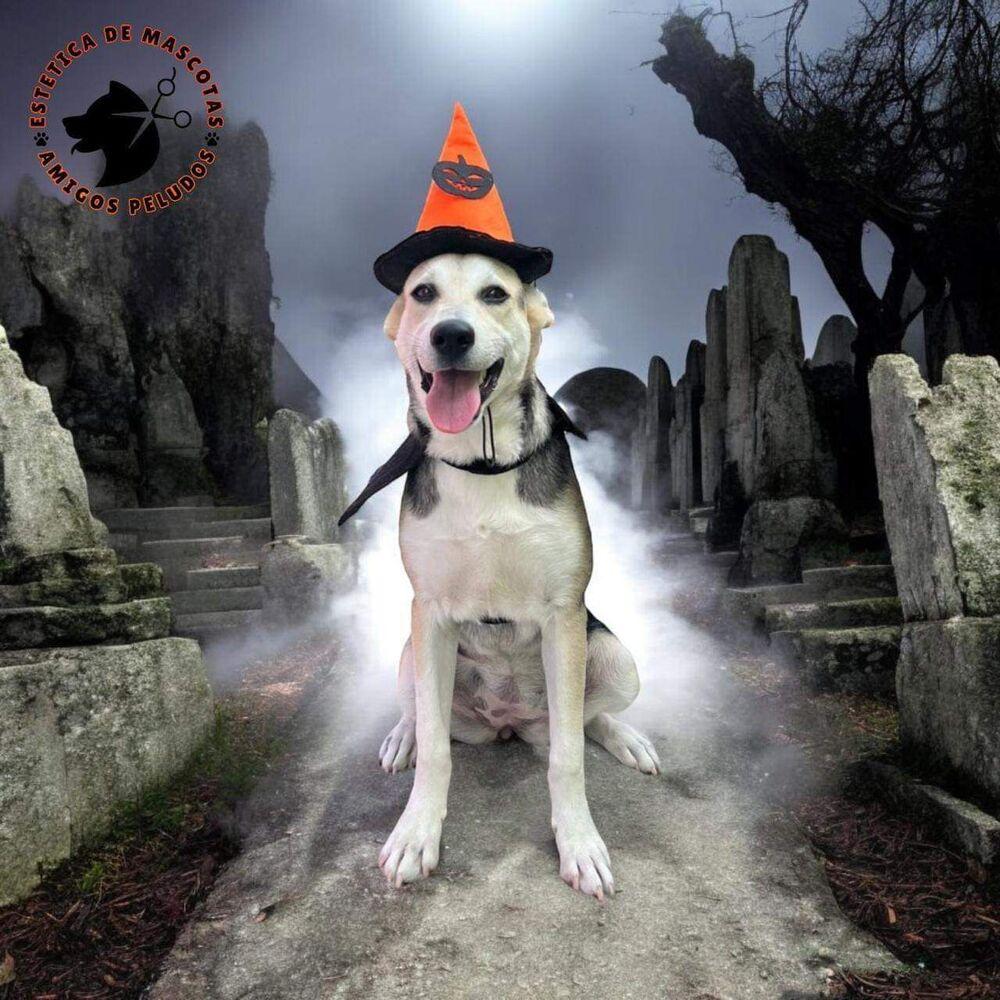 Enlarge ANNA, a Adoptable mixed breed in Langley, BC image 4/6