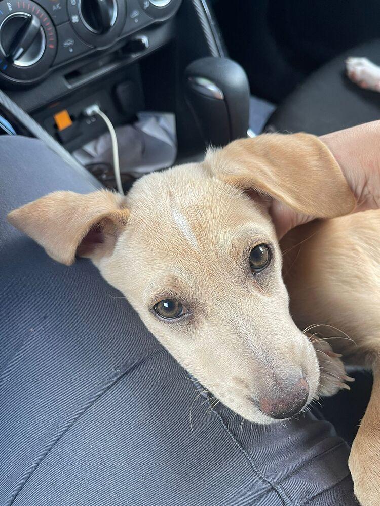 Enlarge ANNA, a Adoptable mixed breed in Langley, BC image 5/6