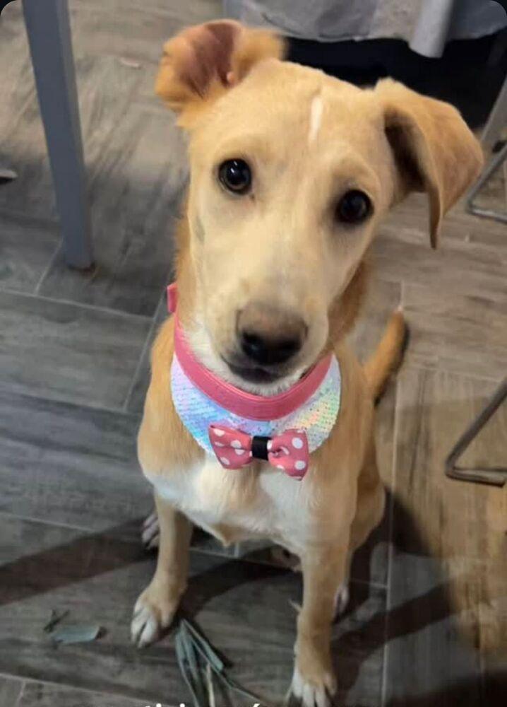 Enlarge ANNA, a Adoptable mixed breed in Langley, BC image 6/6