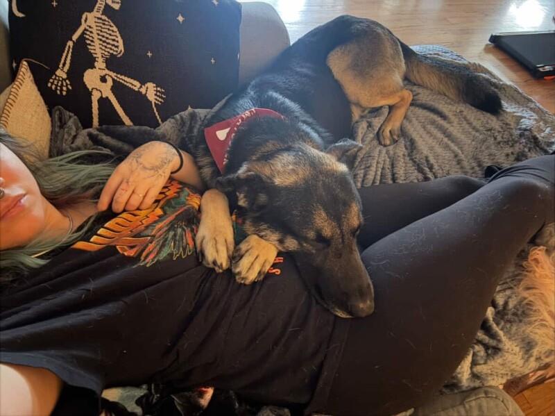 Casanova, Adoptable, Adult Male German Shepherd Dog & Mixed Breed.