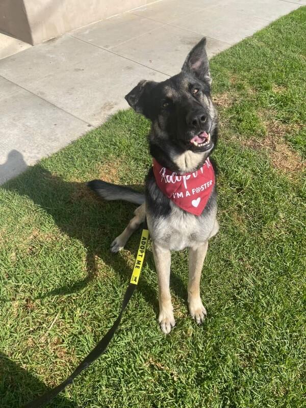 Enlarge Casanova, a Adoptable mixed breed in San Francisco , CA image 3/6