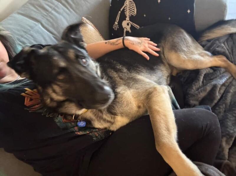 Enlarge Casanova, a Adoptable mixed breed in San Francisco , CA image 4/6