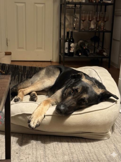 Enlarge Casanova, a Adoptable mixed breed in San Francisco , CA image 2/6