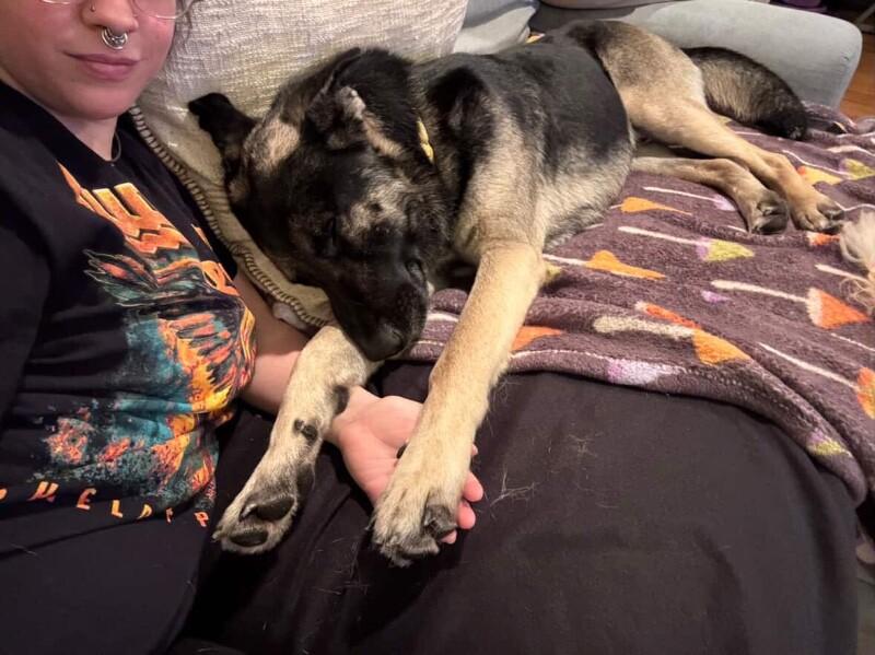 Enlarge Casanova, a Adoptable mixed breed in San Francisco , CA image 5/6