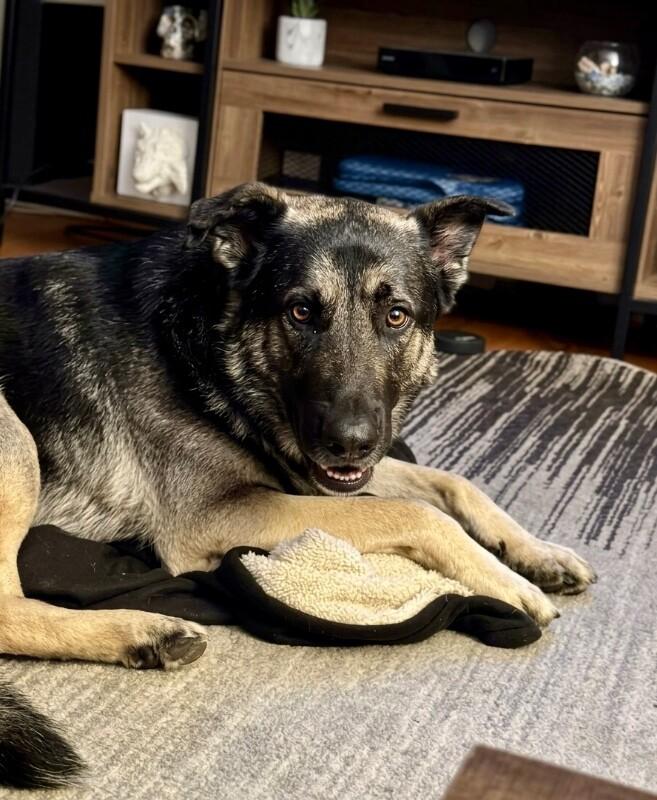 Enlarge Casanova, a Adoptable mixed breed in San Francisco , CA image 2/6