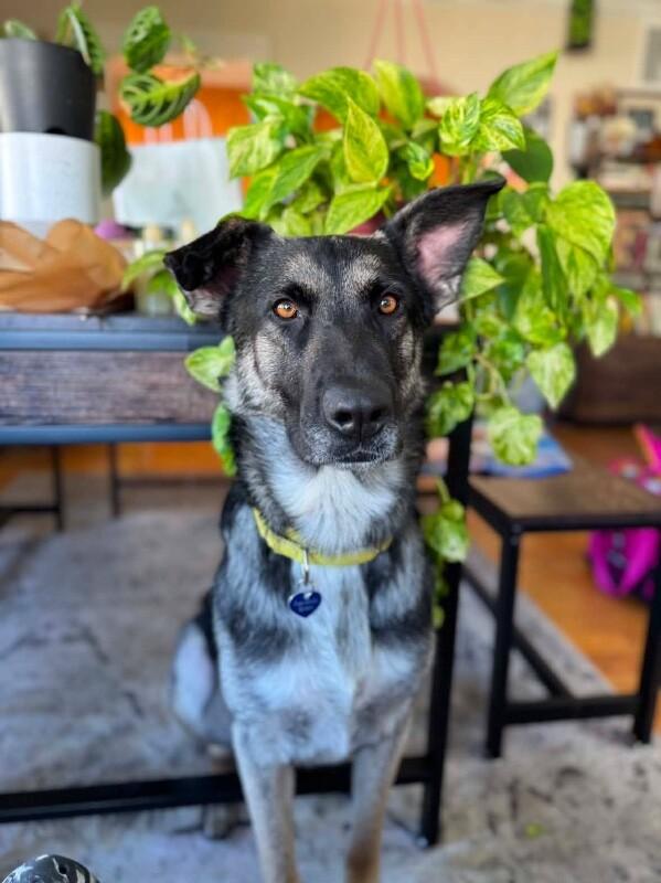 Casanova, Adoptable, Adult Male German Shepherd Dog & Mixed Breed.