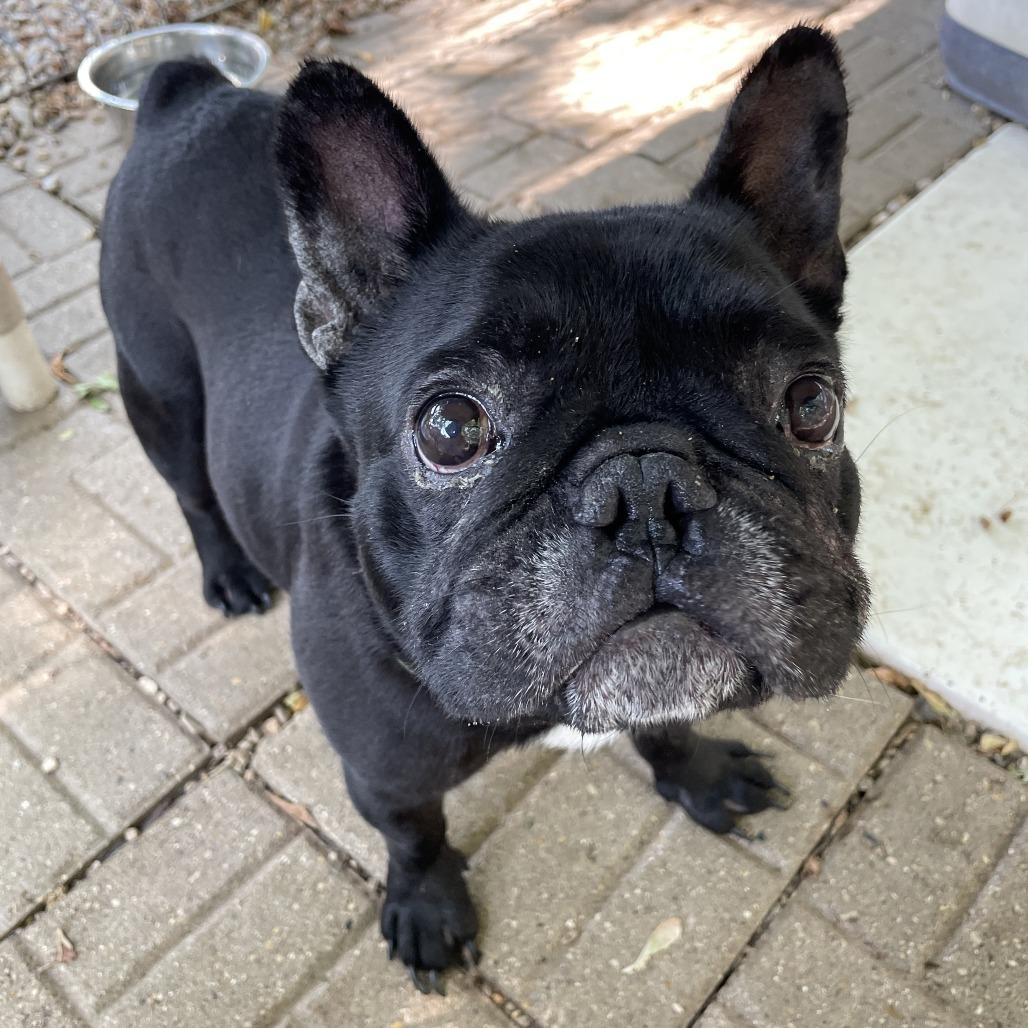Enlarge Tex, a Adoptable French Bulldog in Madison, WI image 1/5