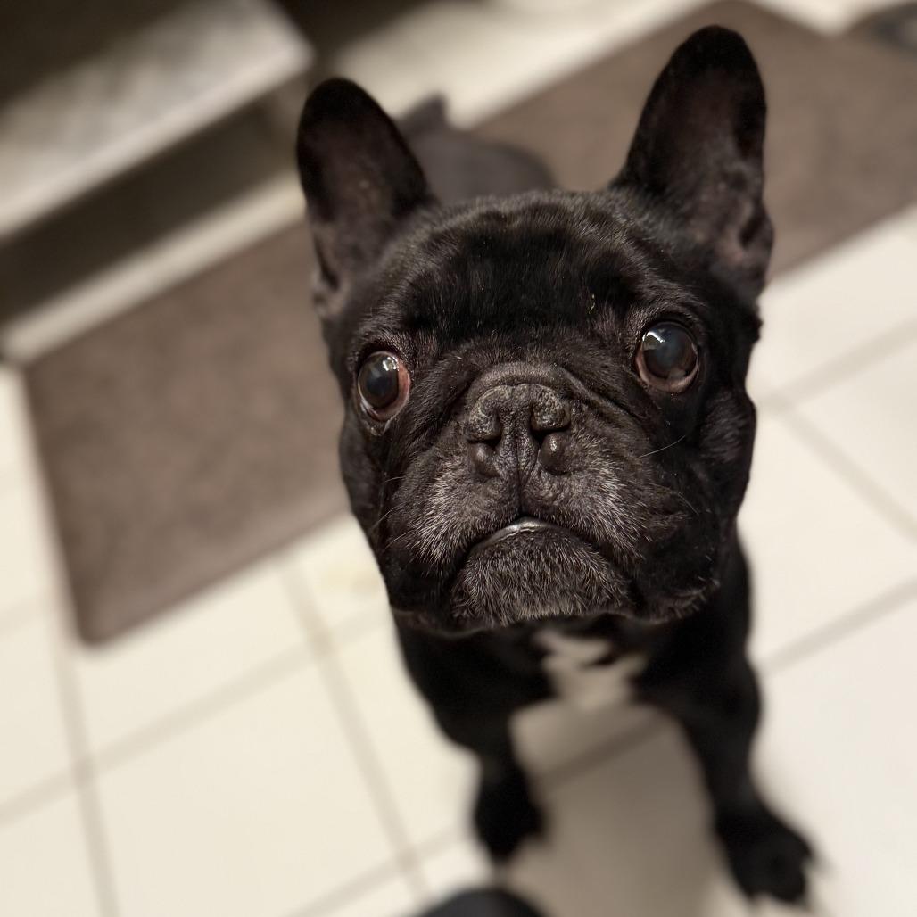Enlarge Tex, a Adoptable French Bulldog in Madison, WI image 2/5