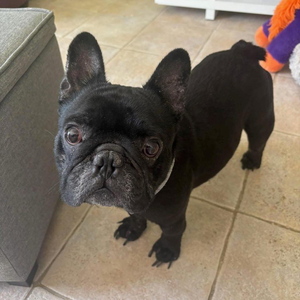 Enlarge Tex, a Adoptable French Bulldog in Madison, WI image 3/5