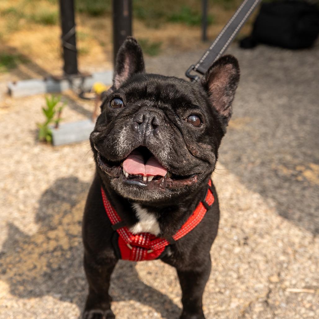 Enlarge Tex, a Adoptable French Bulldog in Madison, WI image 4/5