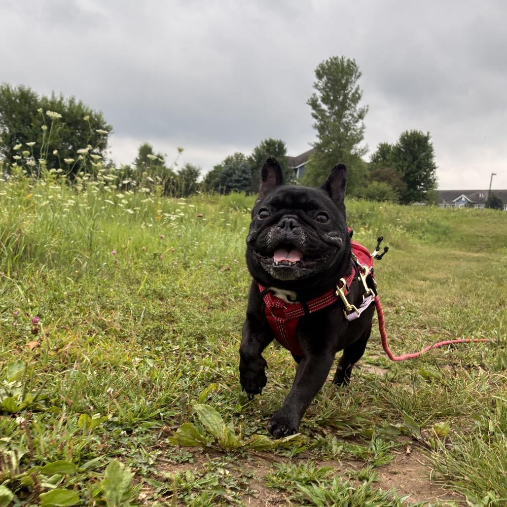 Enlarge Tex, a Adoptable French Bulldog in Madison, WI image 5/5
