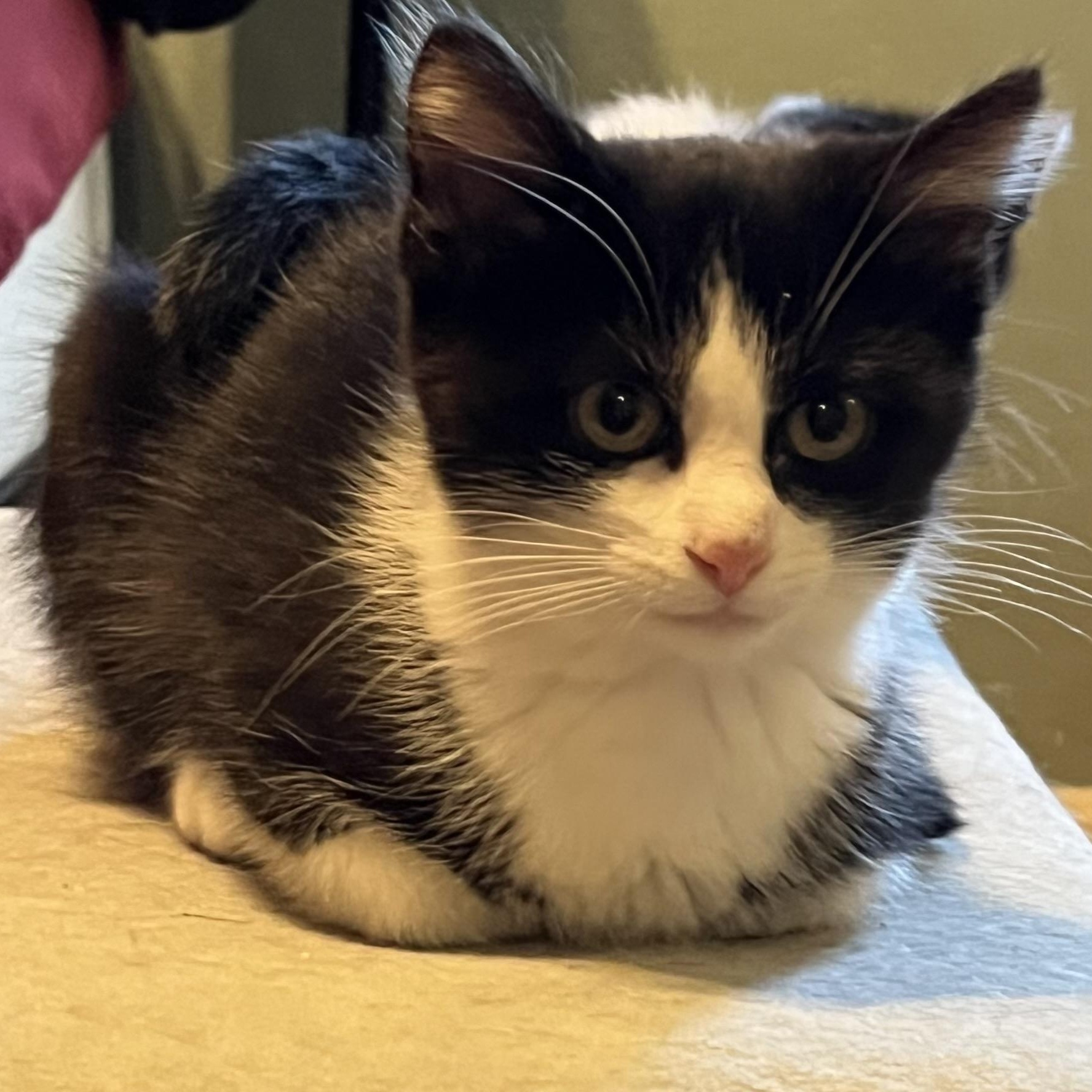 Enlarge Bruce, a Adoptable Domestic Short Hair in Avon, OH image 2/3