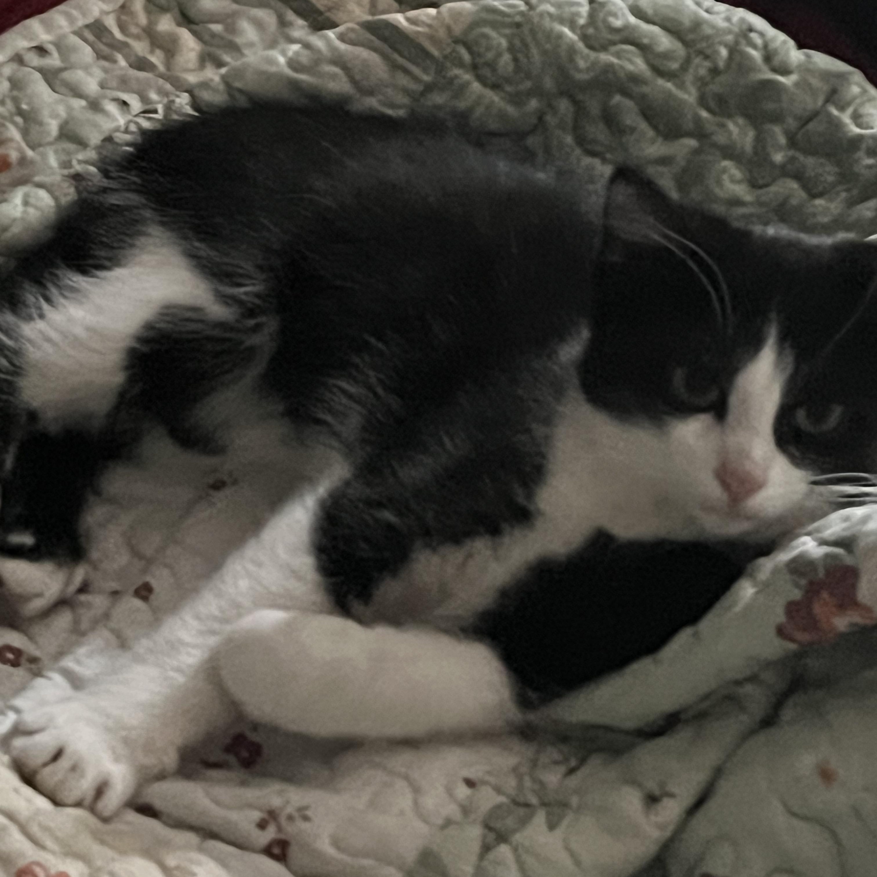 Enlarge Bruce, a Adoptable Domestic Short Hair in Avon, OH image 3/3