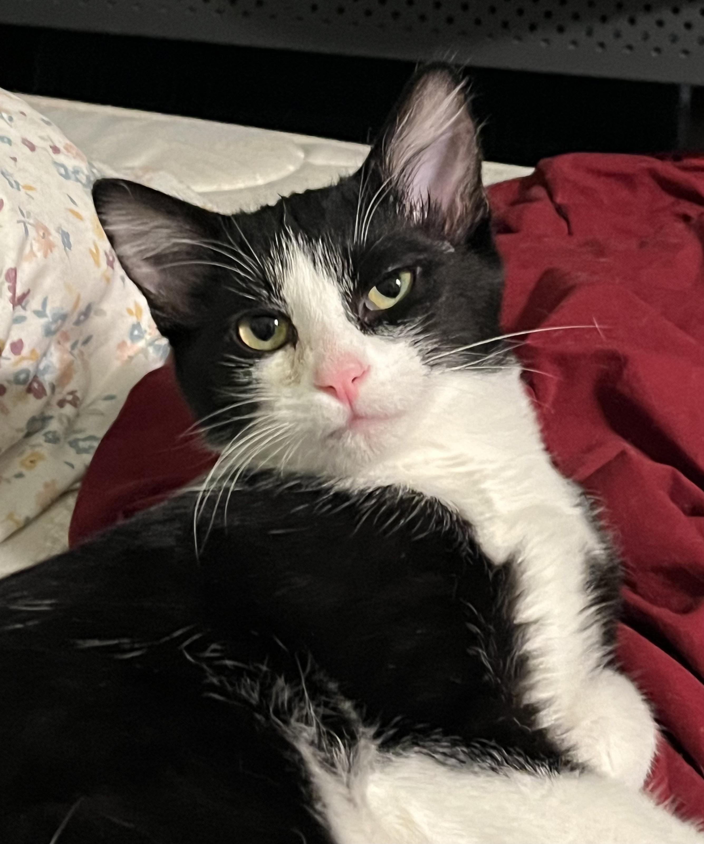 Enlarge Bruce, a Adoptable Domestic Short Hair in Avon, OH image 1/3