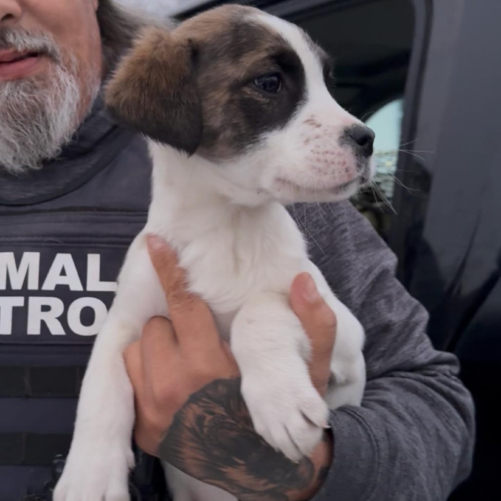 Marriott, Adoptable, Puppy Female Mixed Breed.