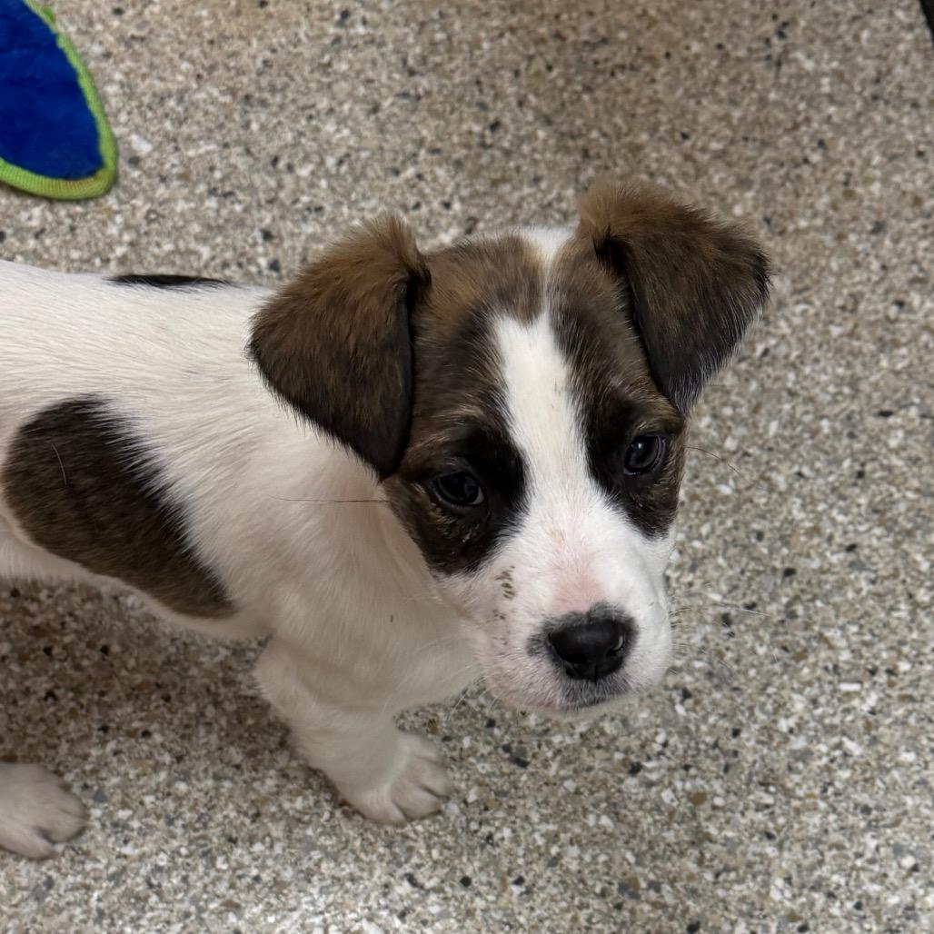 Enlarge Marriott, a Adoptable Mixed Breed in Detroit Lakes, MN image 2/4