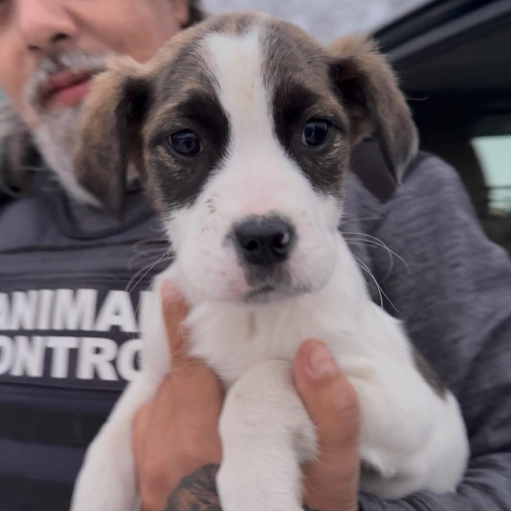 Enlarge Marriott, a Adoptable Mixed Breed in Detroit Lakes, MN image 4/4