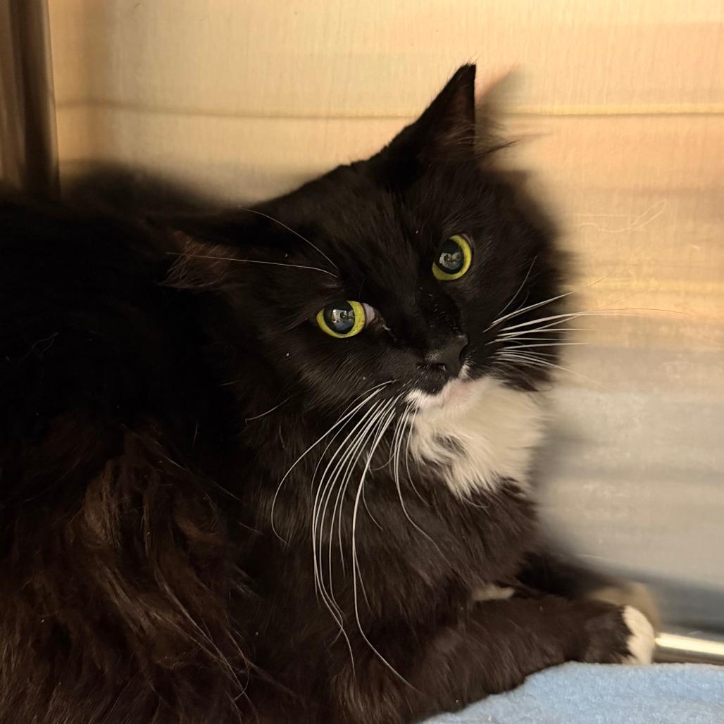Enlarge Randal, a Adoptable Domestic Long Hair in Las Vegas, NV image 1/1
