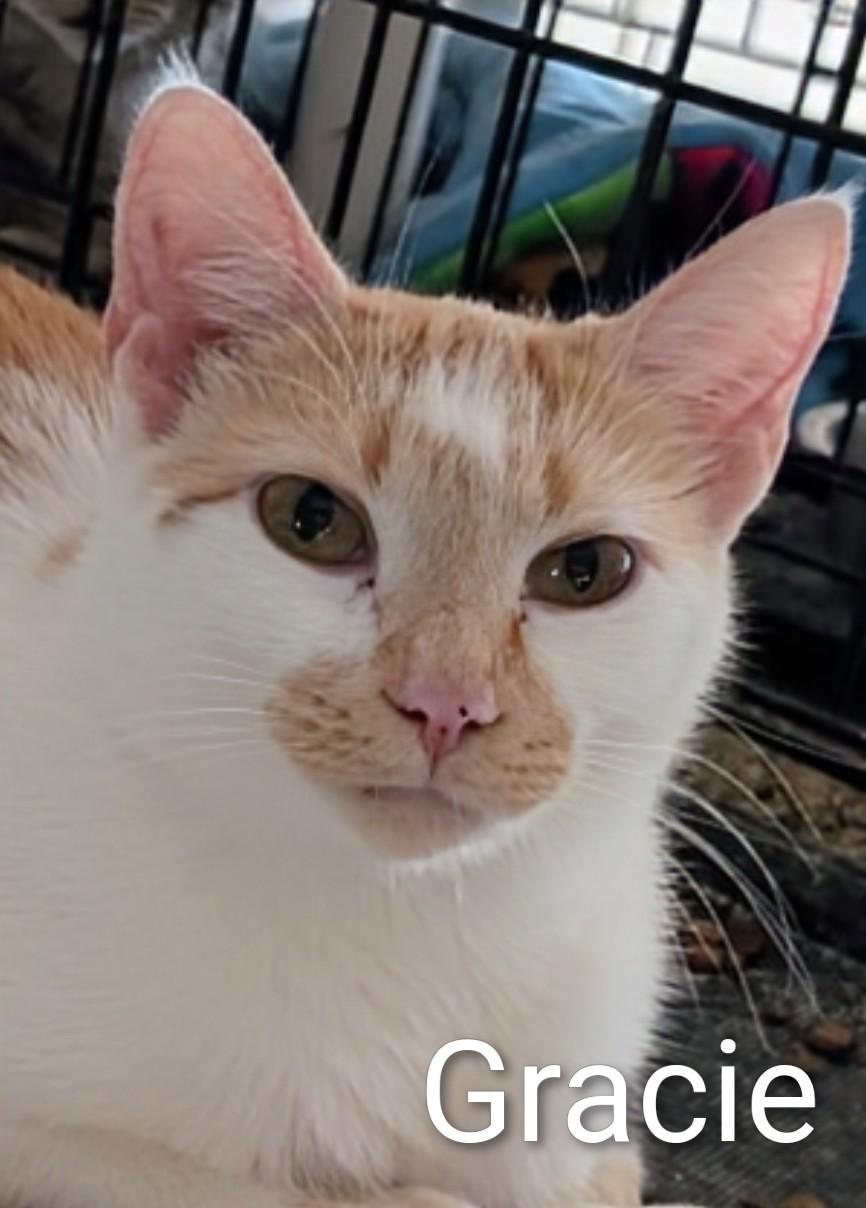 Enlarge Gracie, a Adoptable Domestic Short Hair in Colfax, IA image 1/1