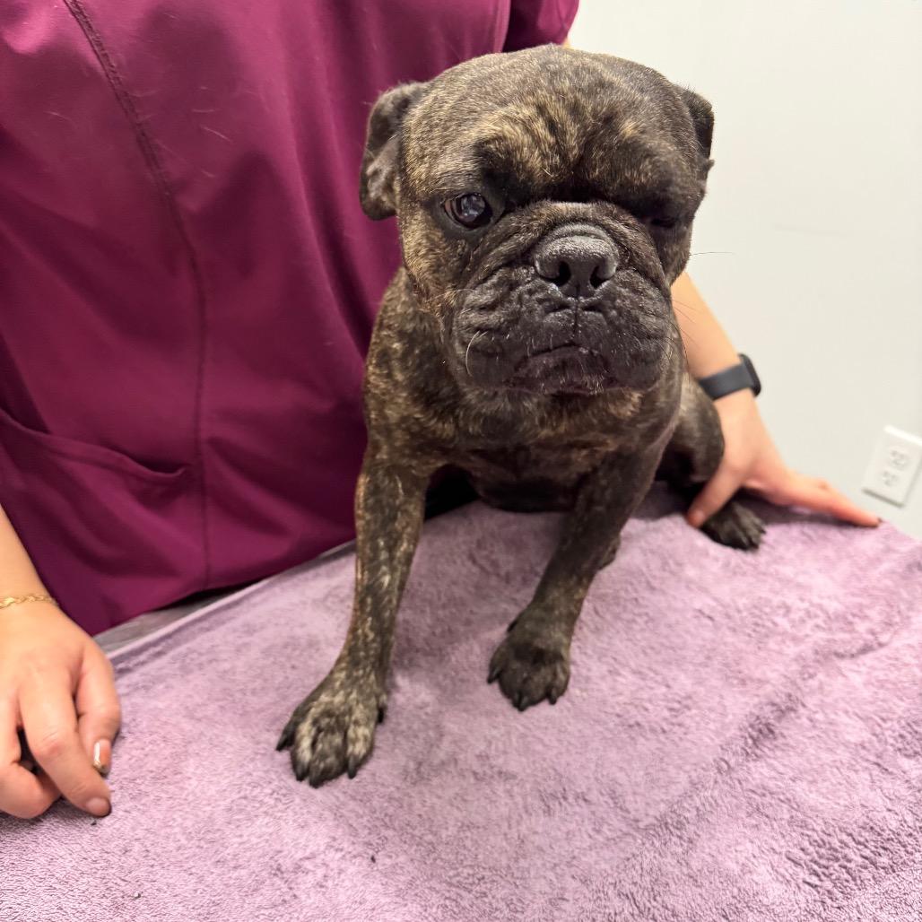 Cookie, Adoptable, Adult Female French Bulldog & Pug.