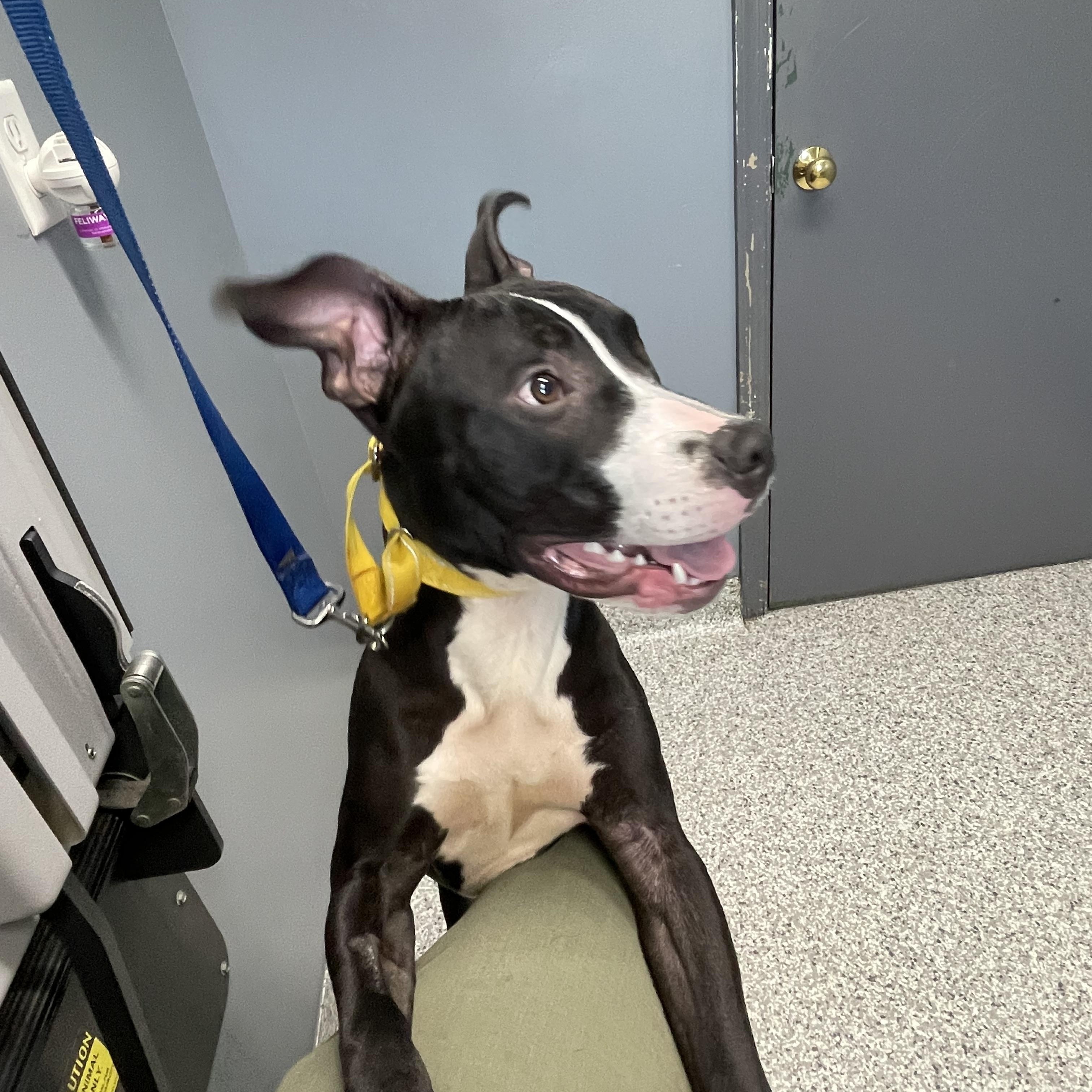 Enlarge Nico, a ADOPTABLE mixed breed in Richmond, VA image 4/4