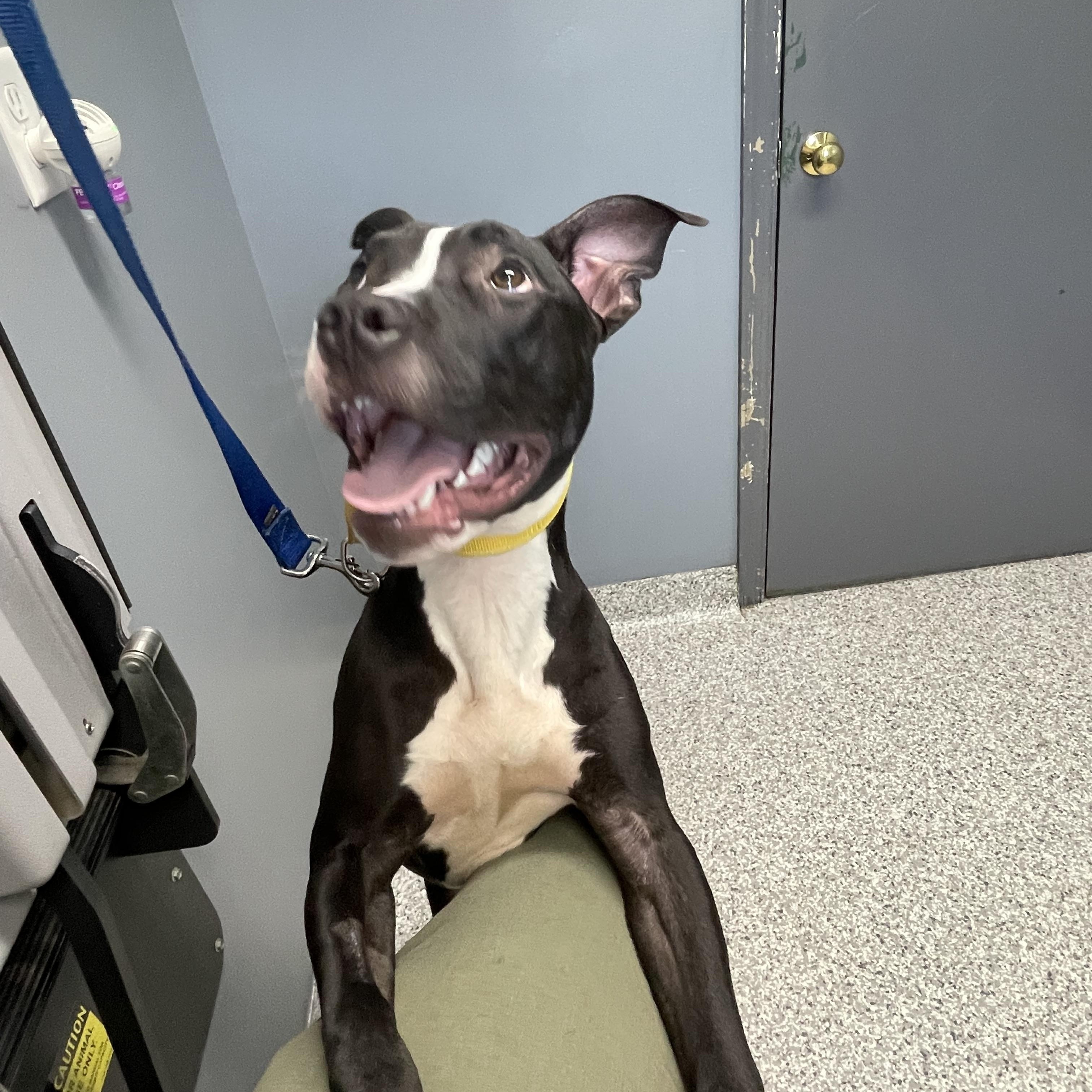 Enlarge Nico, a ADOPTABLE mixed breed in Richmond, VA image 3/4