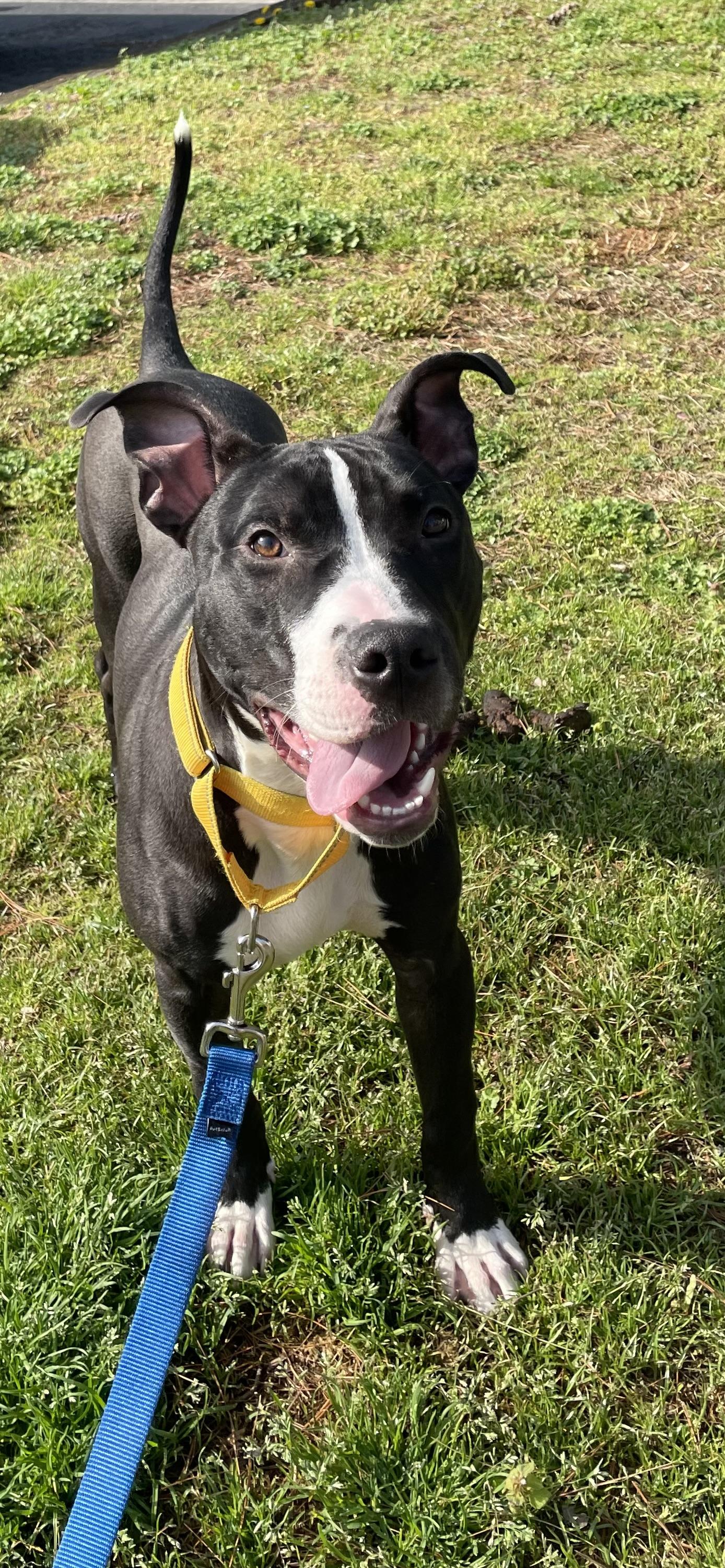 Enlarge Nico, a ADOPTABLE mixed breed in Richmond, VA image 2/4