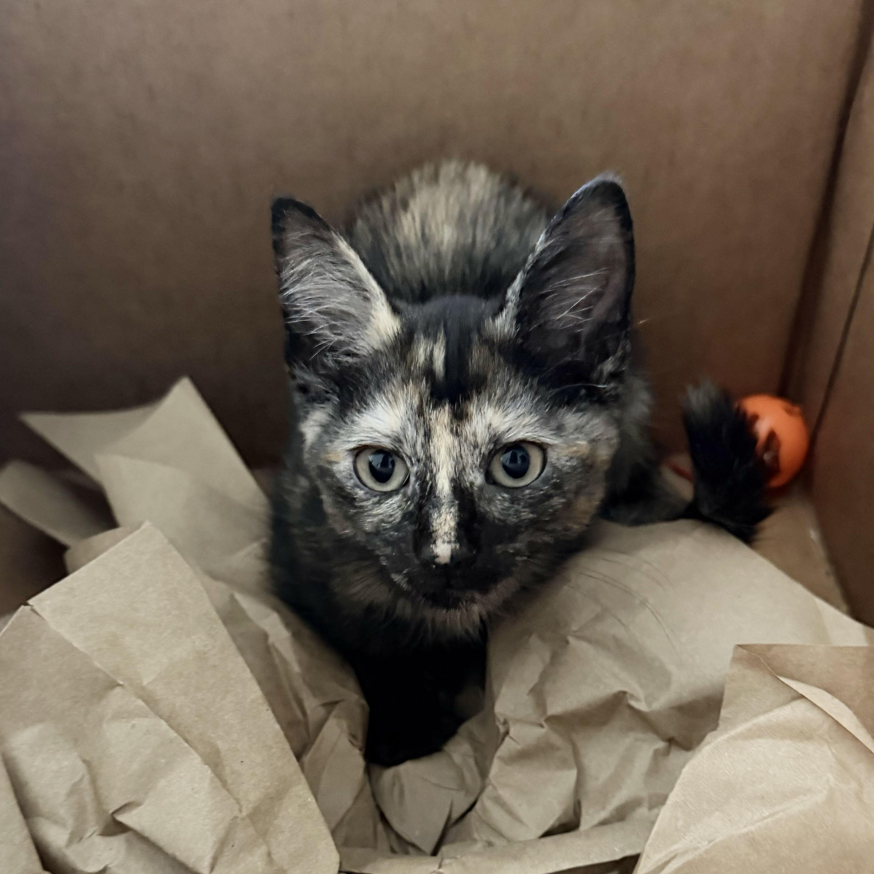 Chianti, an adopted Domestic Short Hair in BROOKLYN, NY image 5/6