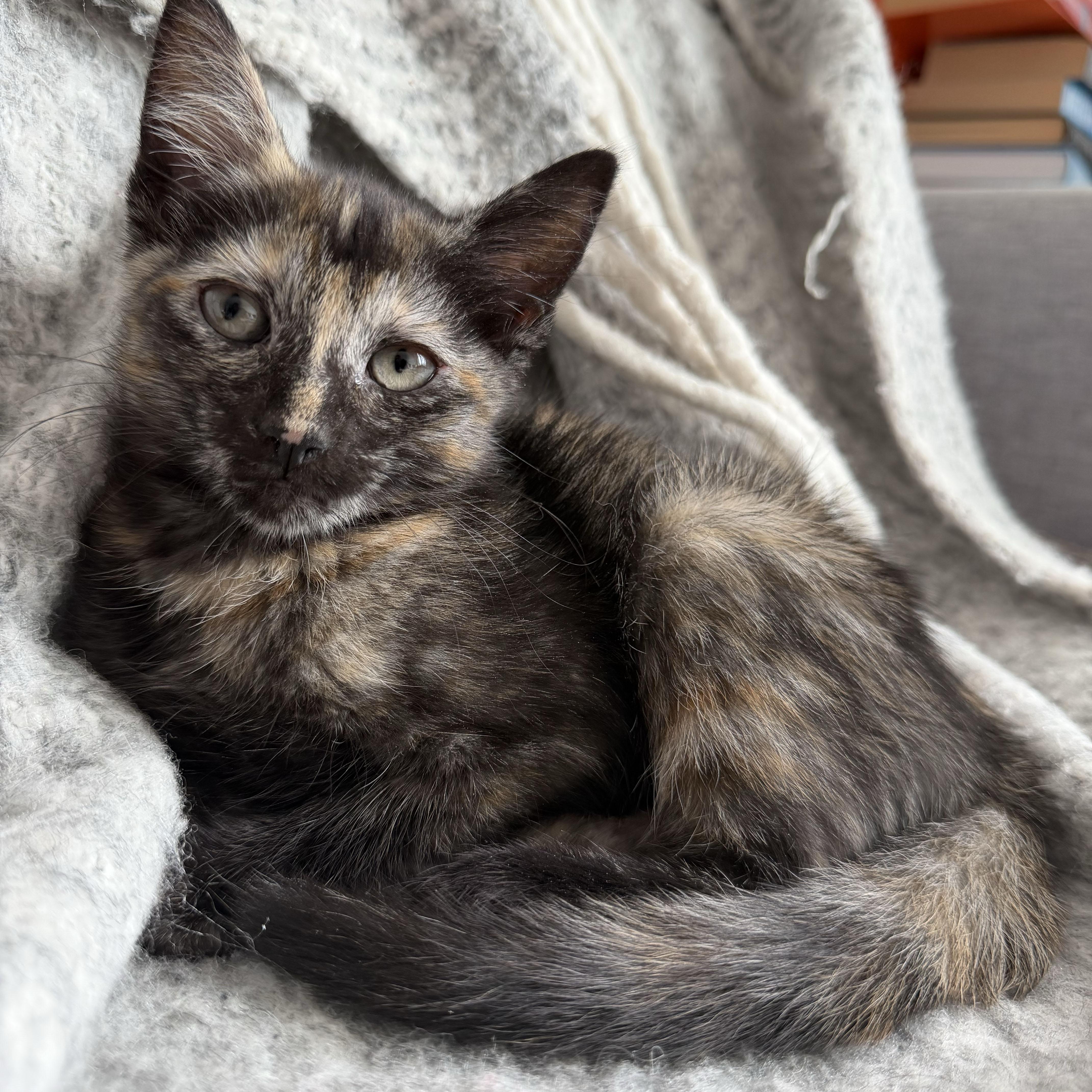 Chianti, adopted, Kitten Female Domestic Short Hair.