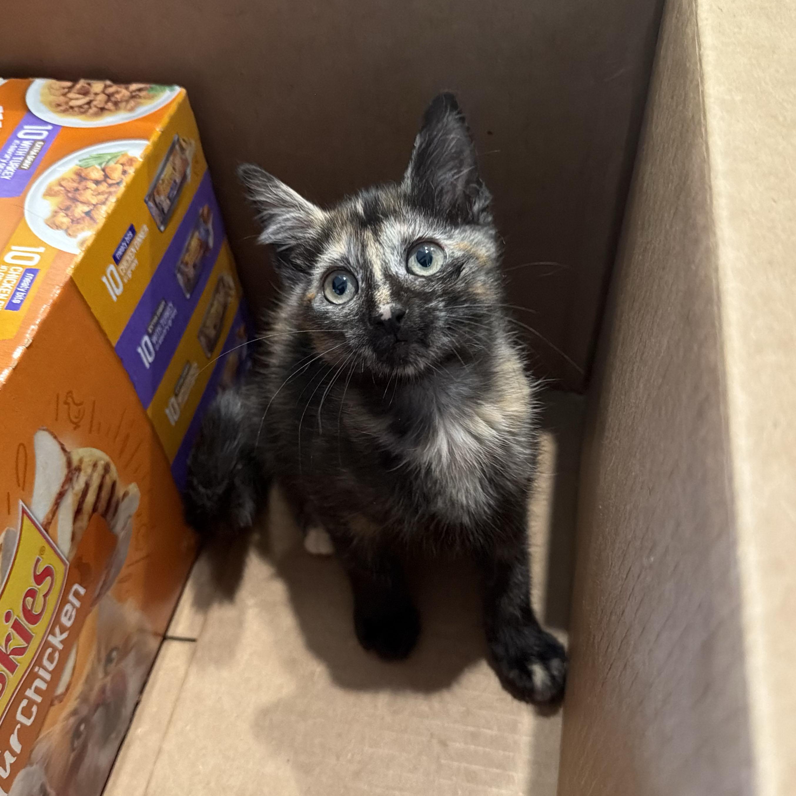Chianti, an adopted Domestic Short Hair in BROOKLYN, NY image 2/6