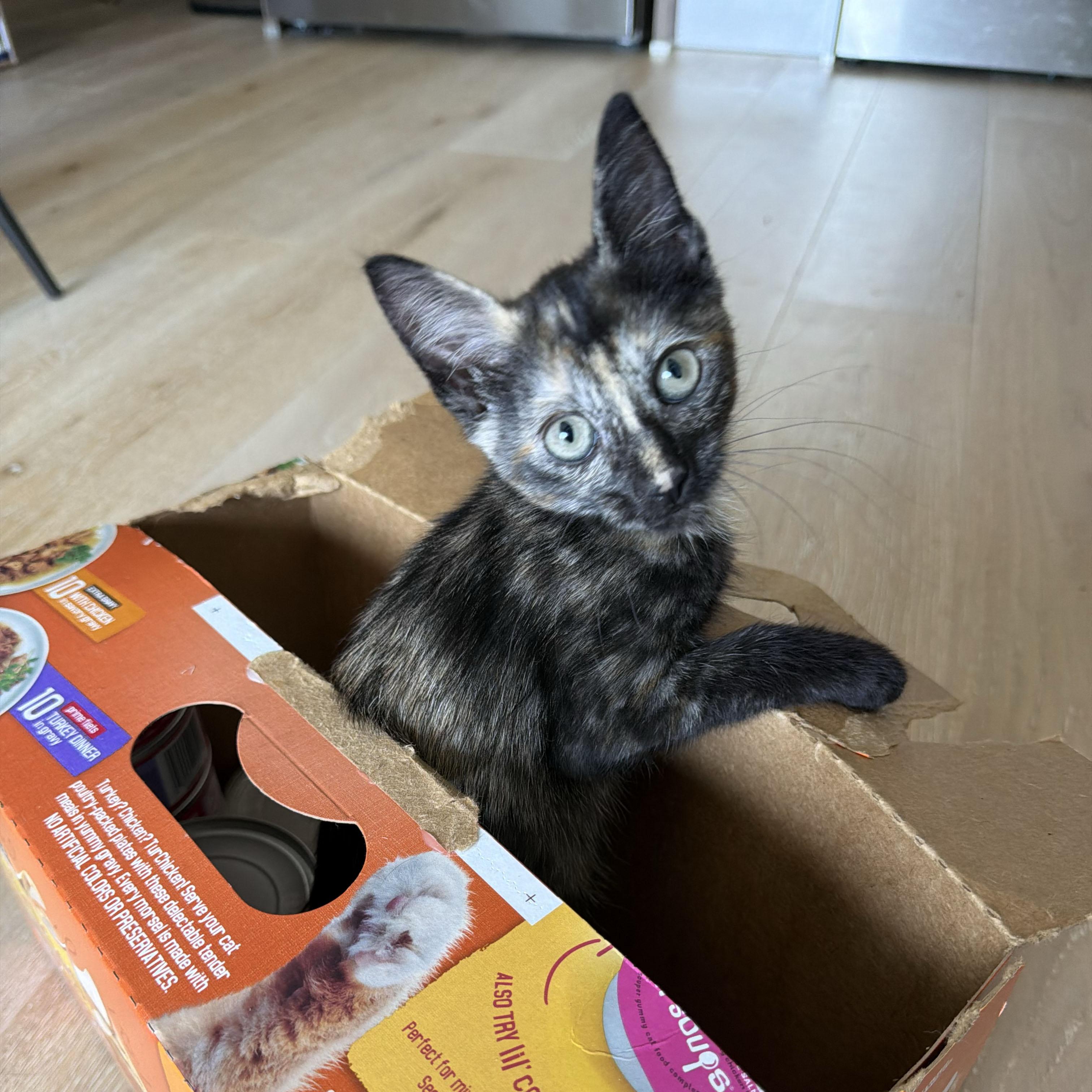 Chianti, an adopted Domestic Short Hair in BROOKLYN, NY image 4/6