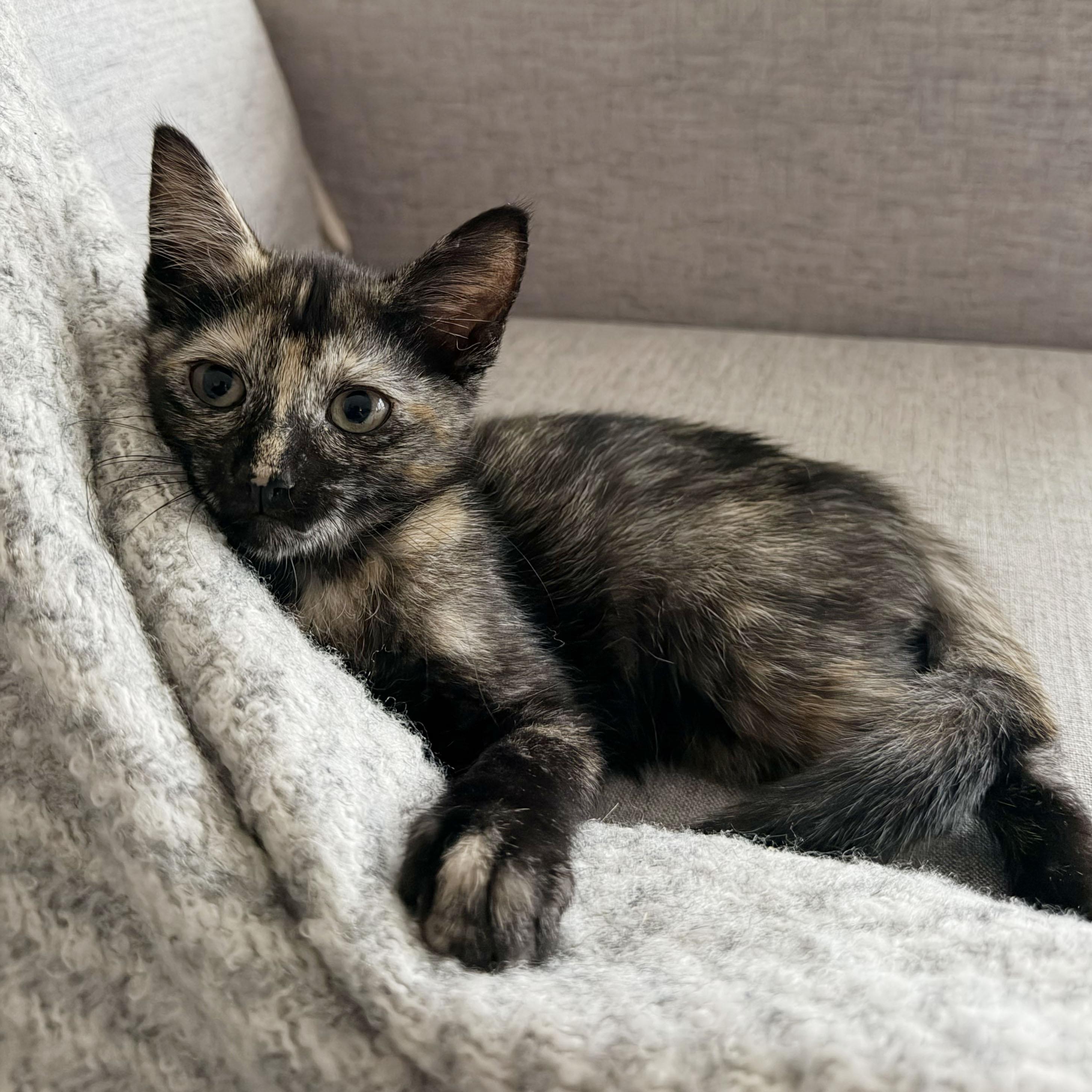 Chianti, an adopted Domestic Short Hair in BROOKLYN, NY image 3/6