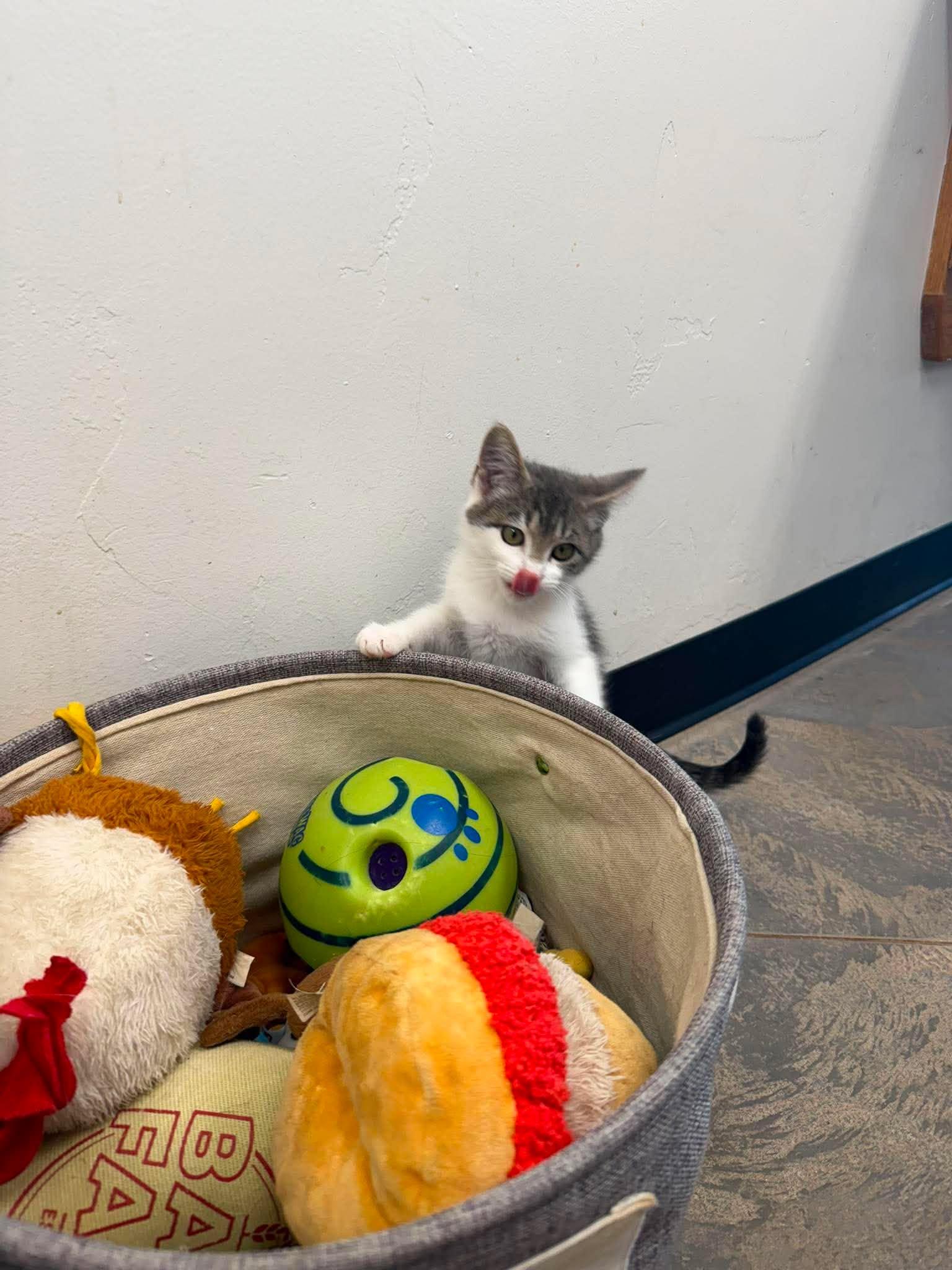 Storm, a ADOPTABLE Domestic Short Hair in Roosevelt, UT image 3/3
