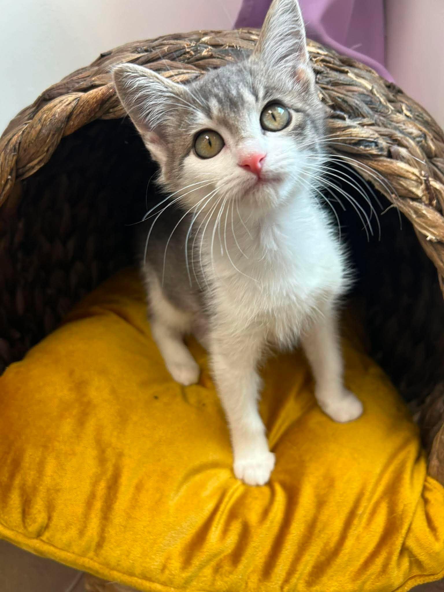 Storm, ADOPTABLE, Young Female Domestic Short Hair.