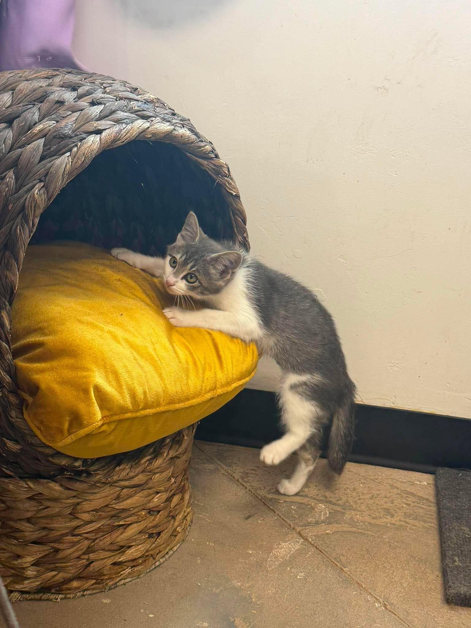 Storm, a ADOPTABLE Domestic Short Hair in Roosevelt, UT image 2/3