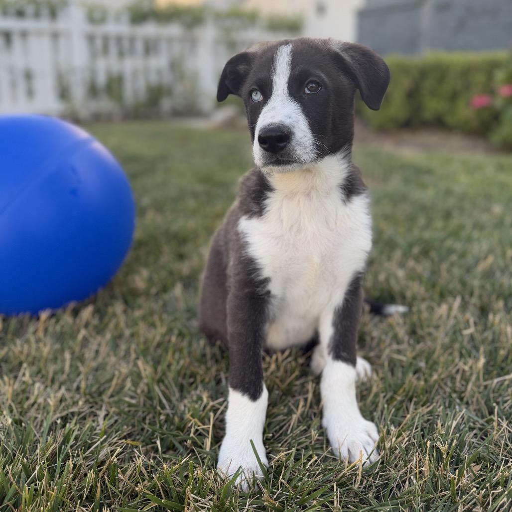 Enlarge Nate, a Adoptable mixed breed in Studio City, CA image 1/6