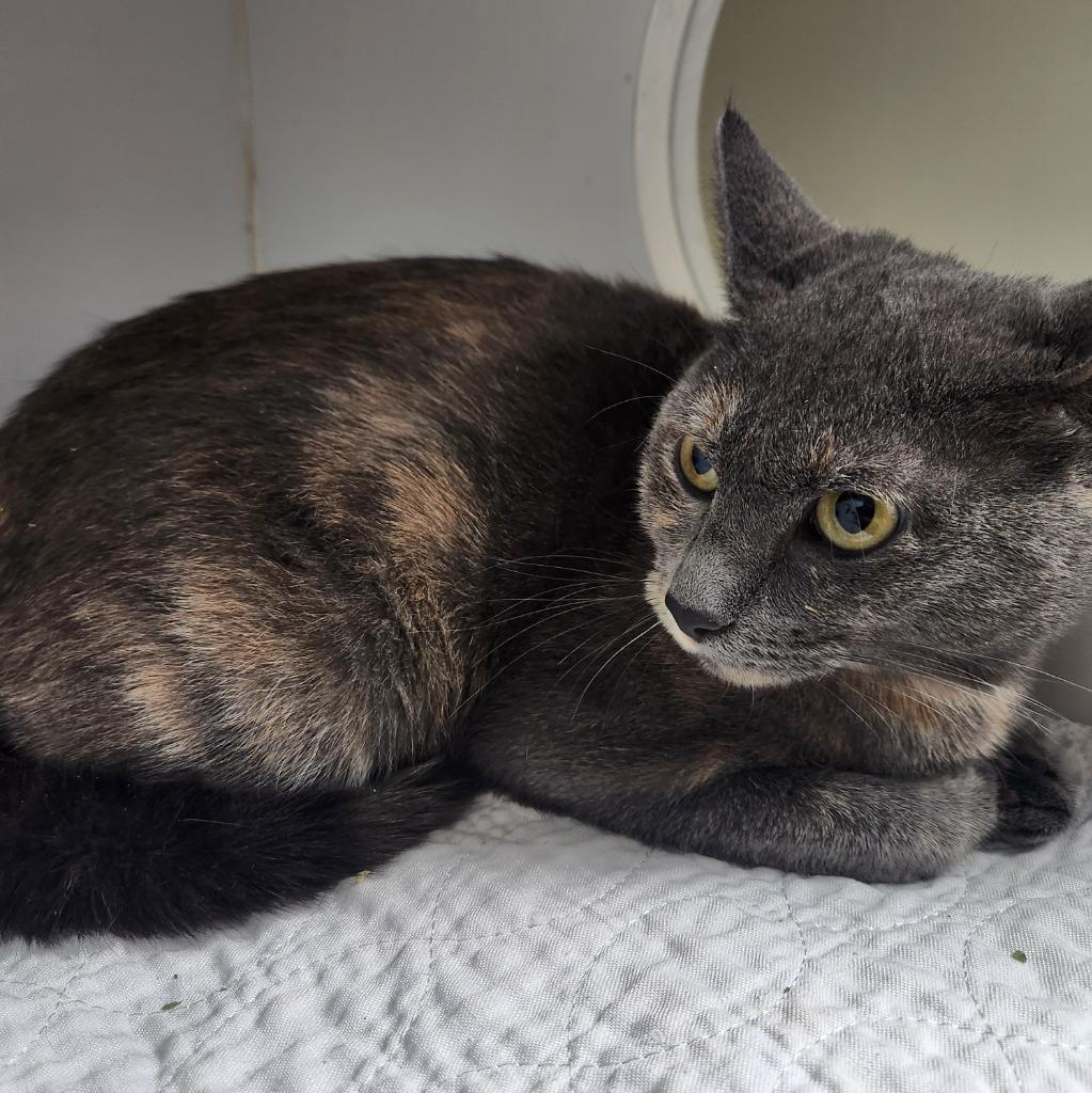 Julie, a Adoptable Tortoiseshell in Walnutport, PA image 1/2