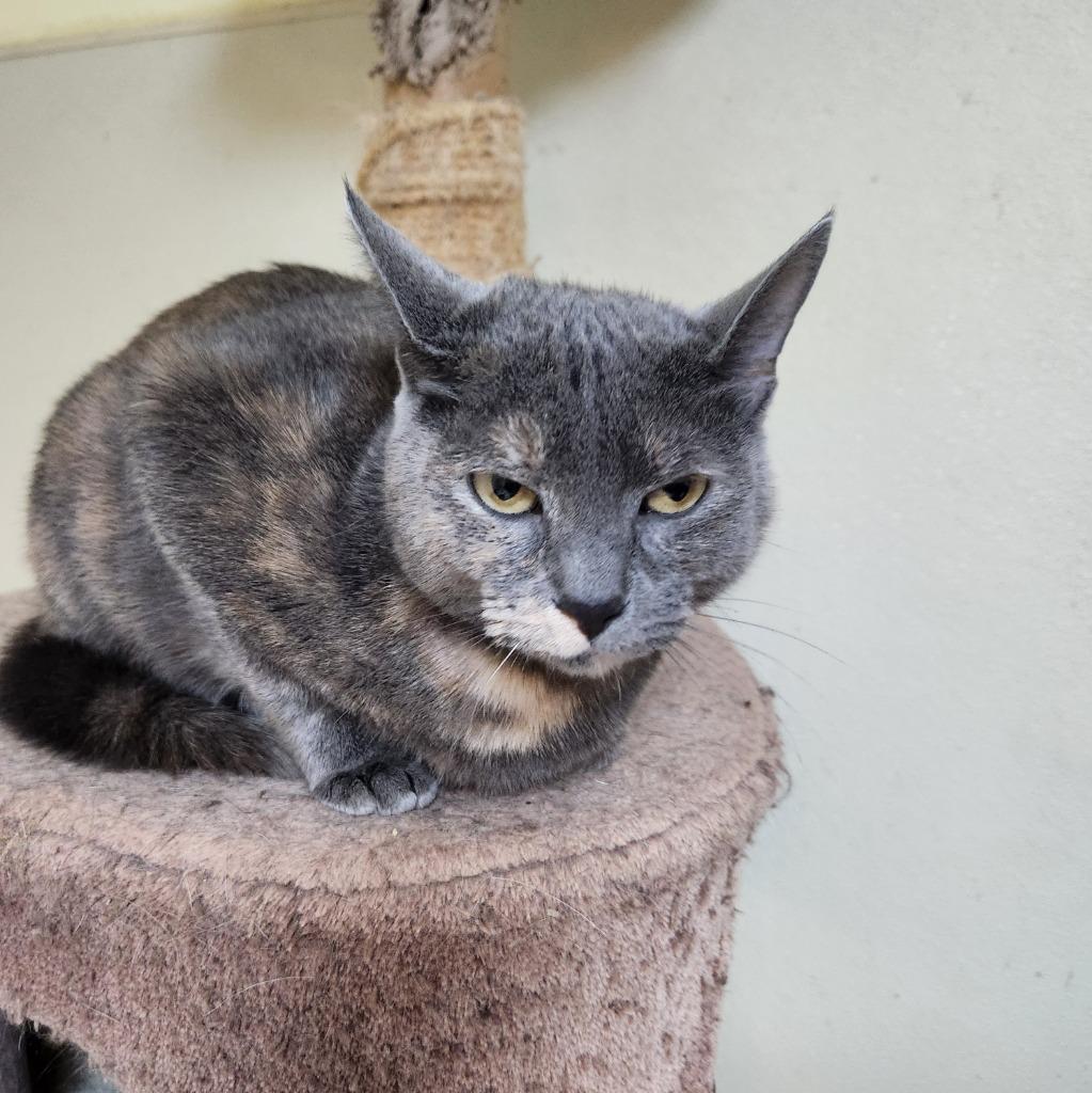 Julie, a Adoptable Tortoiseshell in Walnutport, PA image 2/2