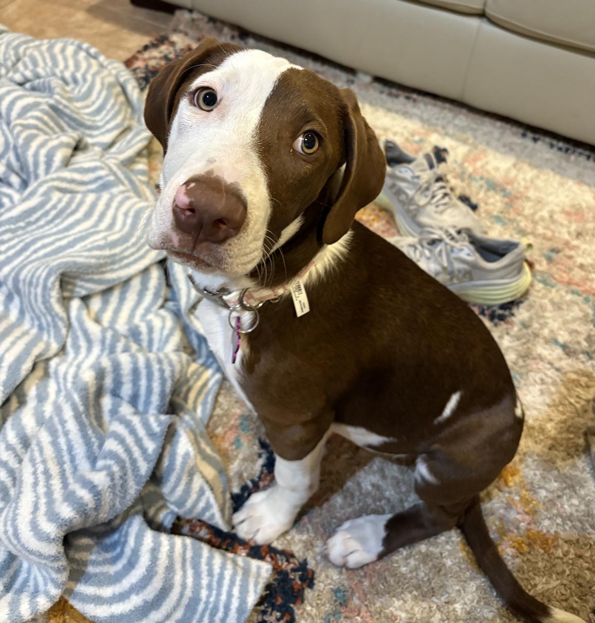 Eve, an adopted mixed breed in Bryan, TX image 2/3