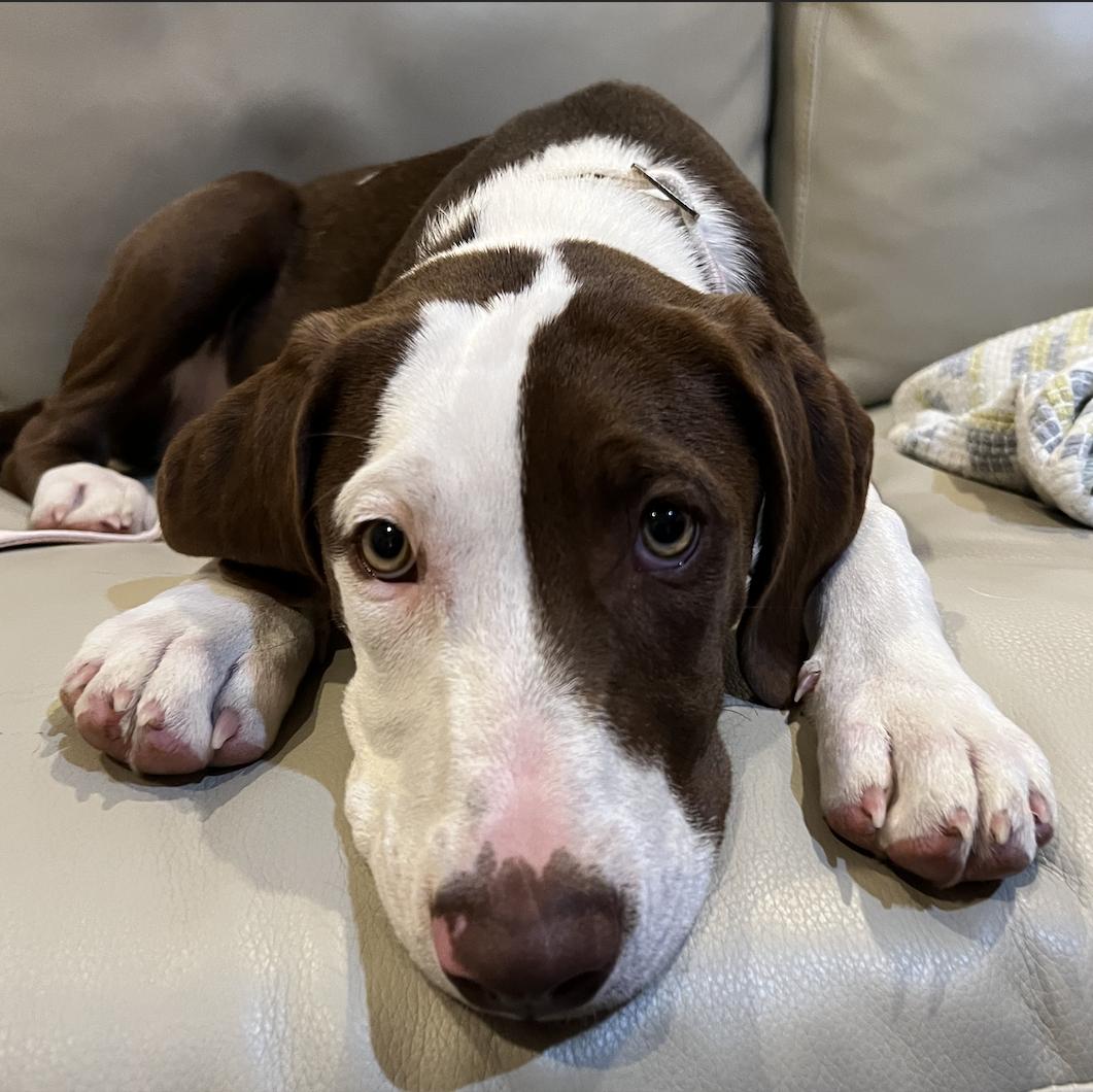 Eve, an adopted mixed breed in Bryan, TX image 3/3