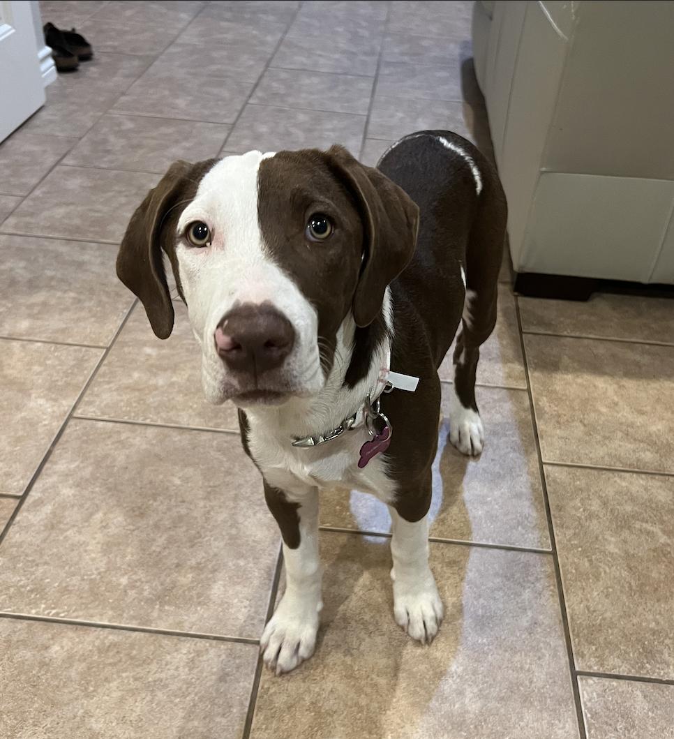 Eve, an adopted mixed breed in Bryan, TX image 1/3