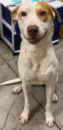 Enlarge Gravel, a Adoptable mixed breed in Lampasas, TX image 1/3